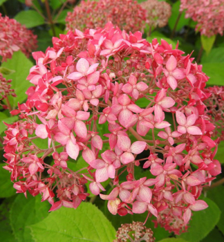 Ballhortensie 'PINK PERCUSSION' 30-40 cm, Cont. 2,5 l
