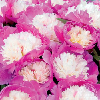 Pfingstrose 'CORA STUBBS' Cont. 1,5 l
