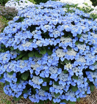 Bauern-Hortensie BLAUMEISE 20-30 cm, Cont. 1,4 l