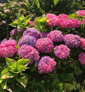 Bauern-Hortensie HRNLI Cont. 1,4 l