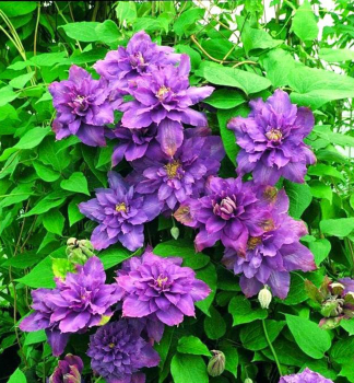 Clematis LAVENDER BEAUTY 40-50 cm, Cont. 1,6 l, Pflanze mit Rankhilfen