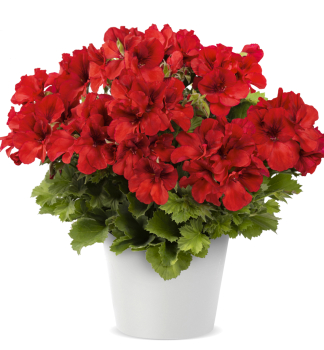 Edelgeranie �ARISTO�BRIGHT RED�, Cont. 0,5 l