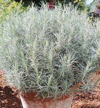 Strohblumen SILVERBALL, Cont. 0,3 l