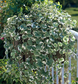 Harfenstrauch �VARIEGATUM�, Cont. 0,5 l