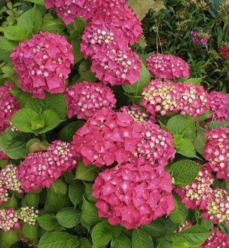 Bauern-Hortensie 'ROTKEHLCHEN', Cont. 1,4 l