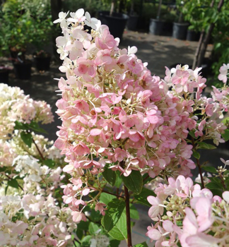 Rispenhortensie PINK DIAMOND 30-40 cm, Cont. 2 l