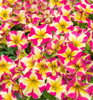 Petunie �CRAZYTUNIA� PINK FLAMINGO�, Cont. 0,5 l