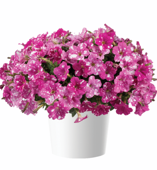Petunie 'SPLASHDANCE� RUMBA ROSE', Cont. 0,5 l