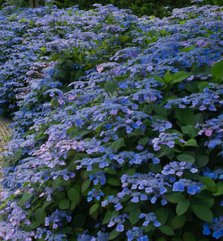 Tellerhortensie �VEERLE�� 30-40 cm, Cont. 2,5 l