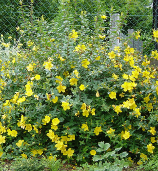 Johanniskraut �HIDCOTE� 20-30 cm, Cont. 1,4 l