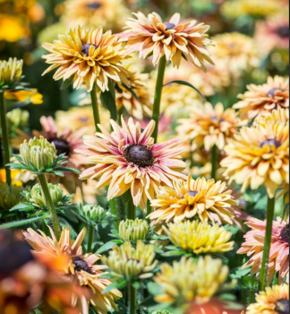 Sonnenhut (Rudbeckia) �FLAMENCO� VANILLA� Cont. 0,5 l