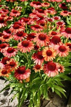 Sonnenhut (Echinacea) MEDITATION ORANGE Cont. 0,5 l