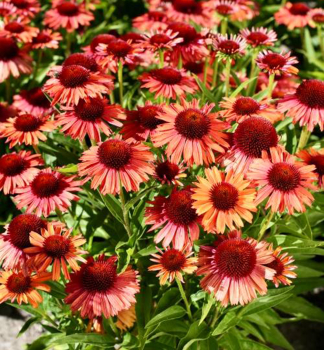 Sonnenhut (Echinacea) MEDITATION ORANGE Cont. 0,5 l