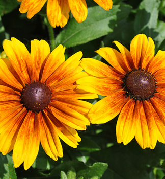 Sonnenhut (Rudbeckia) SMILEYZ BIG KISS Cont. 0,5 l