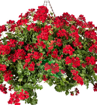 H�nge-Geranie 'BECKY', Cont. 0,5 l