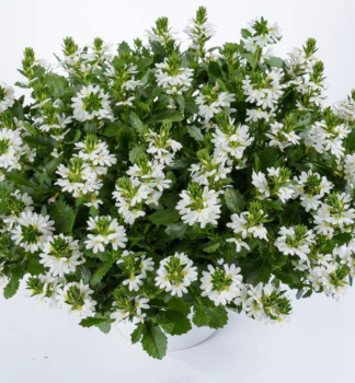 F�cherblume �WHITE TOUCH�, Cont. 0,5 l