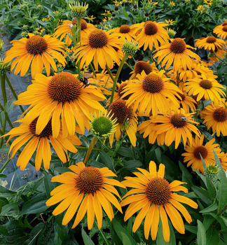 Sonnenhut (Echinacea) HONEY SKIPPER Cont. 0,5 l