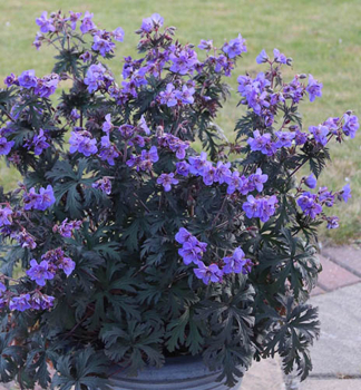 Storchschnabel �STORM CLOUD� Cont. 0,5 l