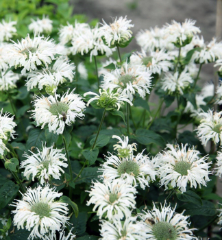 Indianernessel �BEE�BRIGHT�, Cont. 0,5 l