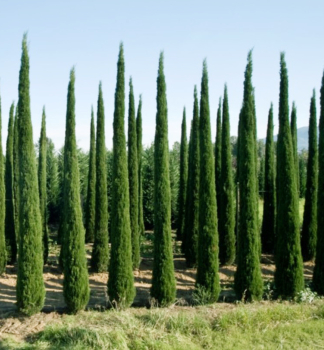 Mittelmeer-Zypresse �PYRAMIDALIS� 100-120 cm, Cont. 10 l