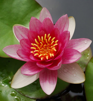 Seerose 'PYGMAEA RUBRA' Cont. 1 l