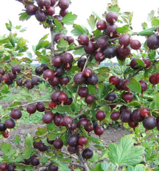 Stachelbeere NEGU auf Stamm 60 cm, wurzelballen