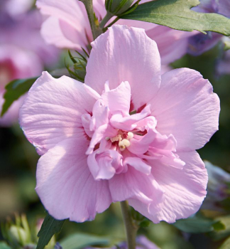 Straucheibisch ARDENS 30-40 cm, Cont. 3 l