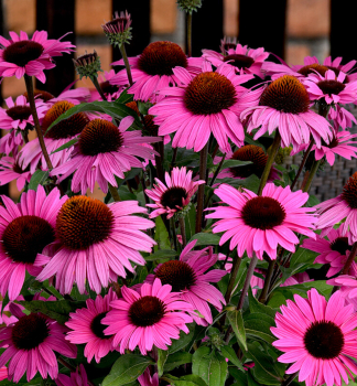 Sonnenhut (Echinacea) �DARK PINK PEARL�� Cont. 0,5 l