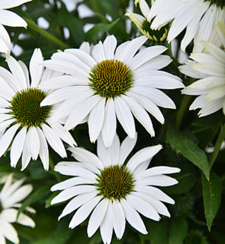 Sonnenhut (Echinacea) WHITE PEARL Cont. 0,5 l
