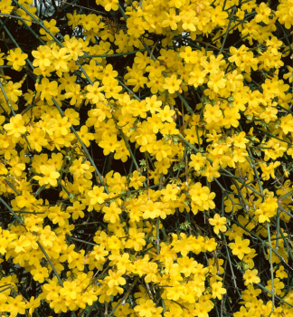 Winterjasmin 40-50 cm, Cont. 2 l, Pflanze mit Rankhilfen