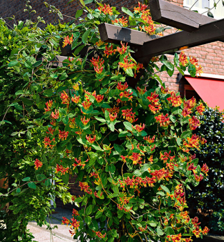 Geiblatt GOLDFLAME 40-50 cm, Cont. 2 l, Pflanze mit Rankhilfen