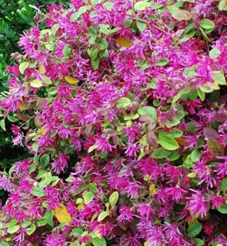 Riemenbl�te �DAYBREAK�S FLAME� 30-40 cm, Cont. 2,5 l