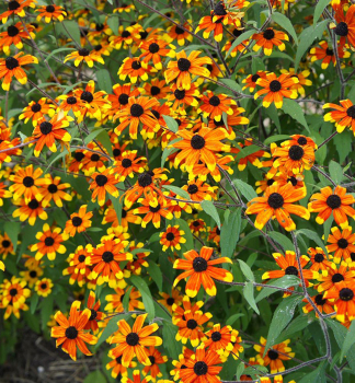 Sonnenhut (Rudbeckia) PRAIRE GLOW Cont. 0,5 l