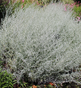 Silberraute SILVER QUEEN Cont. 0,5 l