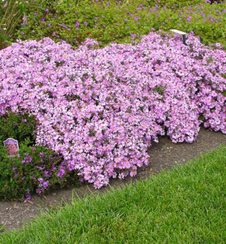 Kissen-Aster �WOOD�S PINK� Cont. 0,5 l