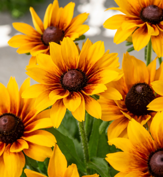 Sonnenhut (Rudbeckia) LITTLEBECKIA PIROUETTE Cont. 0,5 l