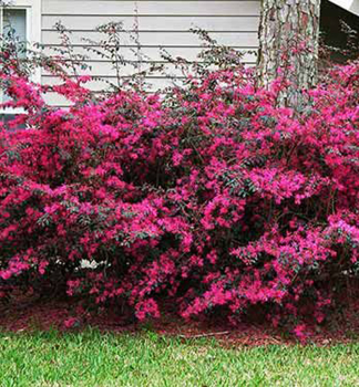 Riemenblte FIRE DANCE 30-40 cm, Cont. 2,5 l