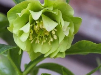 Obrzok (6)