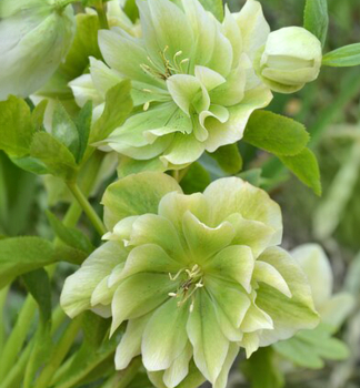 Nieswurz DOUBLE ELLEN GREEN, Cont. 1 l