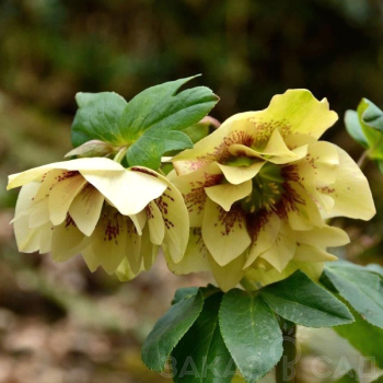 Obrzok (2)