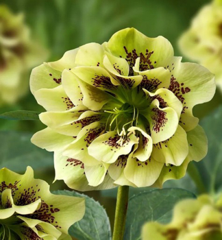 Nieswurz �DOUBLE ELLEN YELLOW SPOTTED��, Cont. 1 l