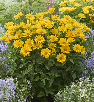 Sonnenauge ORIOLE SINGLE YELLOW Cont. 0,5 l