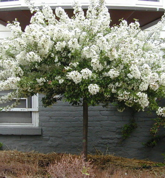 Zierapfelbaum 'TINA' auf einem Stamm 80 cm, Cont. 5 l