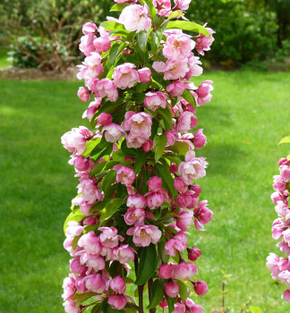 Zierapfelbaum 'VAN ESELTINE' auf Stamm 100 cm, Cont. 5 l