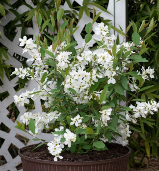 Prunkspiere  BLUSHING PEARL 20-30 cm, Cont. 2,5 l