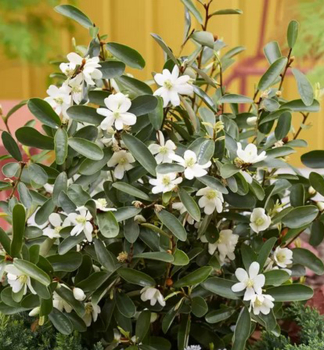 Immergr�ne Magnolie �VANILLA PEARLS�� 60-70 cm, Cont. 3 l