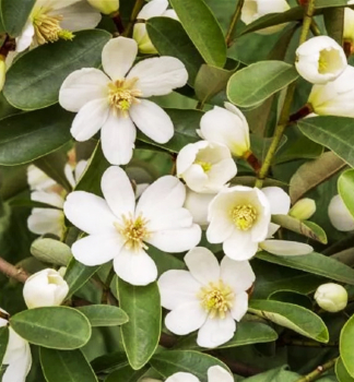 Immergrne Magnolie VANILLA PEARLS 80-90 cm, Cont. 3 l