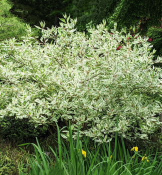 Tatarische Hartriegel 'ARGENTEOMARGINATA' 60-70 cm, Cont. 1,5 l
