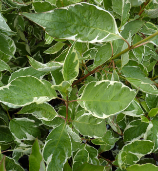 Tatarische Hartriegel �ARGENTEOMARGINATA� 100-110 cm, Cont. 1,5 l