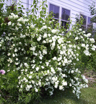 Pfeifenstr�ucher �BOUQUET BLANC� 70-80 cm, Cont. 2,5 l